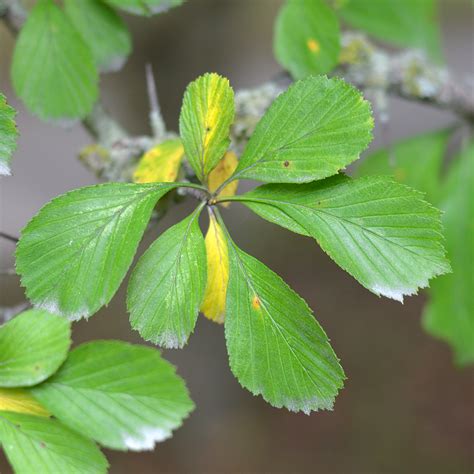 Hawthorn Tree Leaf