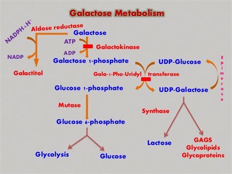 METABOLISM OF GALACTOSE, FRUCTOSE & AMINO SUGARS