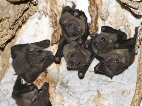 Bat Habitat - Bat Facts and Information