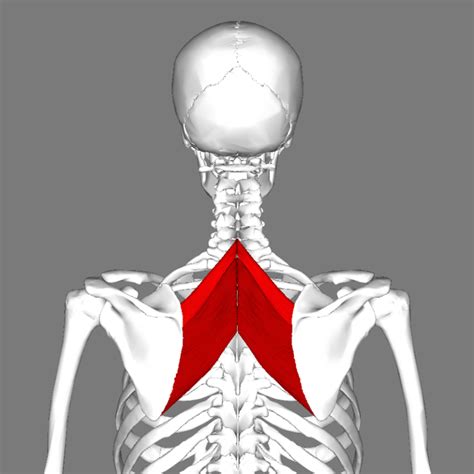 Solving Trigger Points of the Levator Scapulae Muscle & A Chronic Pain ...