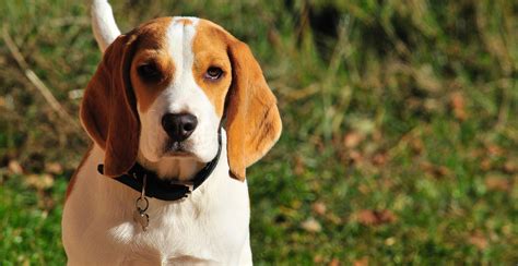 Beagle Breed Guide (Lifespan, Size & Characteristics)