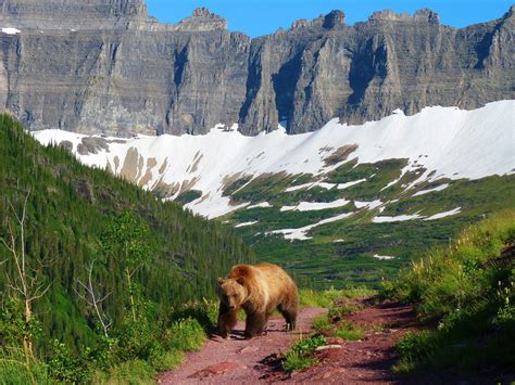 Glacier Park Animals: Where To Find Them - Enjoy Your Parks