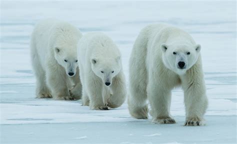 Leaders commit to conservation measures at Polar Bear Forum | WWF