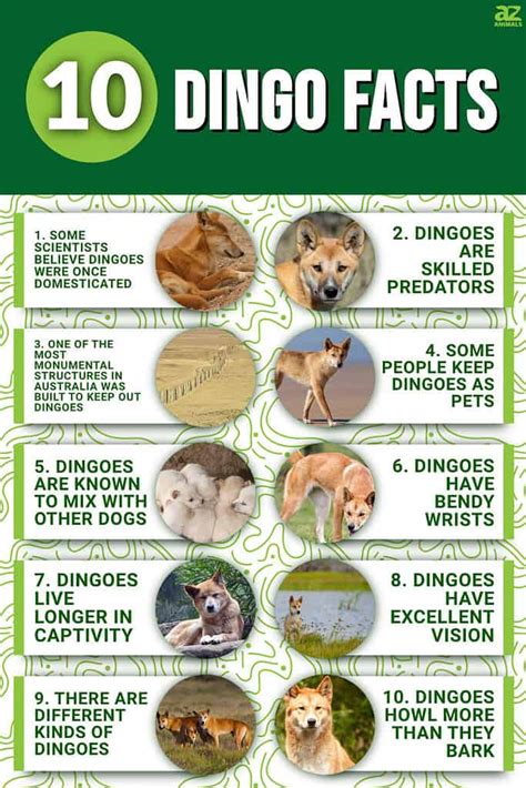 10 Incredible Dingo Facts - A-Z Animals