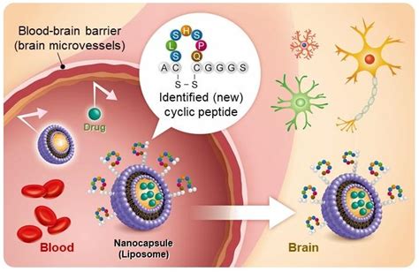 Modified liposome nanoparticles could be form of drug delivery