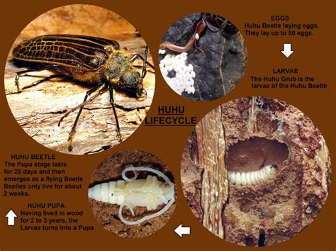 Huhu Grub Lifecycle Puzzle with Image Tray