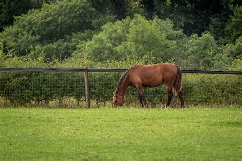 Why Wire Fencing Could Be a Great Fit For You - Horse and Rider