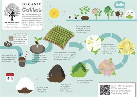 The TSH's organic cotton's lifecycle | Mega Infographics, another to ...