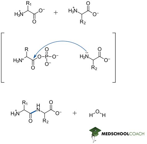 Peptide Bonds – MCAT Biochemistry | MedSchoolCoach