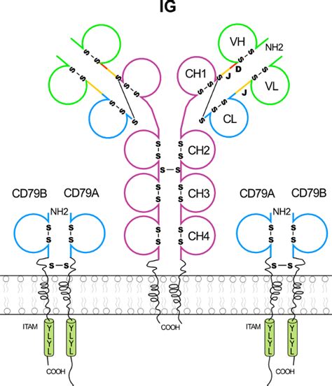 B Cell Receptor Structure