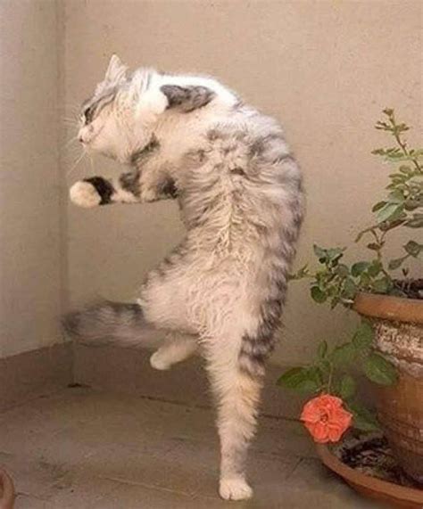 Funny Dancing Cat | FanPhobia - Celebrities Database