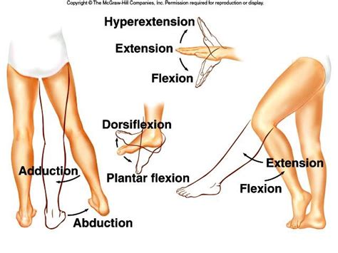 ankle range of motion - Google Search | Medical anatomy, Medical ...