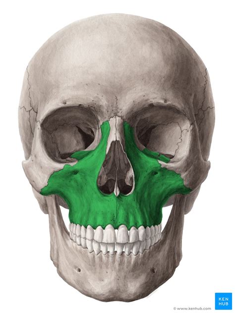 Maxilla: Anatomy, function and clinical notes | Kenhub