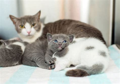 Mother Cat Sitting on Kittens: What Does It Mean? (Plus What To Do ...