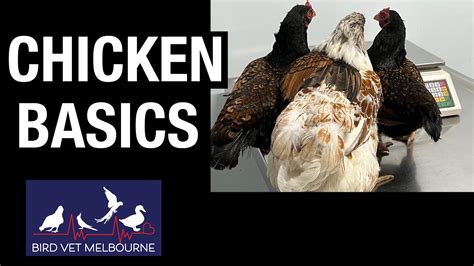 Chicken basics - everything you need to know about keeping pet chickens ...