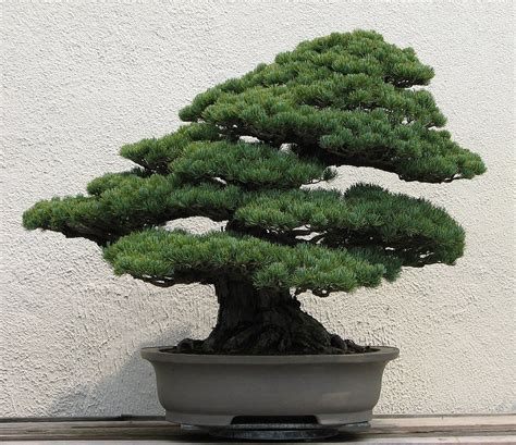 How To Make A Bonsai Tree | Bonsai Tree Gardener