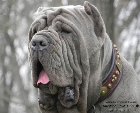 Amazing Love Neapolitan Mastiff Puppies