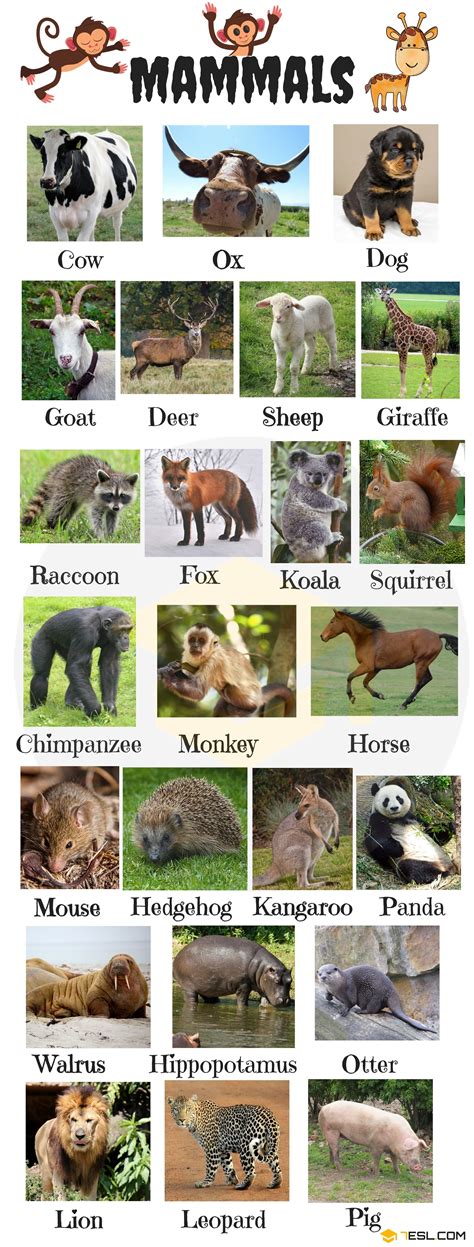 Wild Animals Clipart With Names