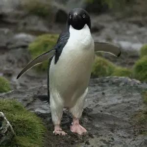 Adélie Penguin - Facts, Diet, Habitat & Pictures on Animalia.bio