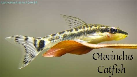 Otocinclus Catfish Care Guide: Appearance, Lifespan, Food & Diet ...