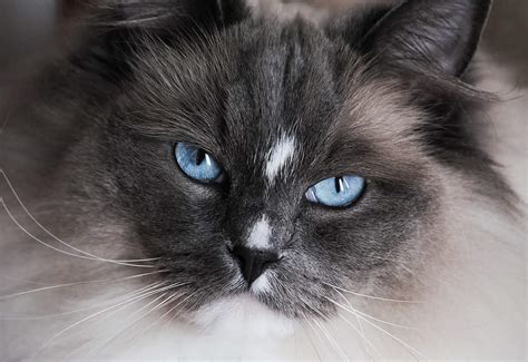 11 Cute Pictures of Ragdoll Cats