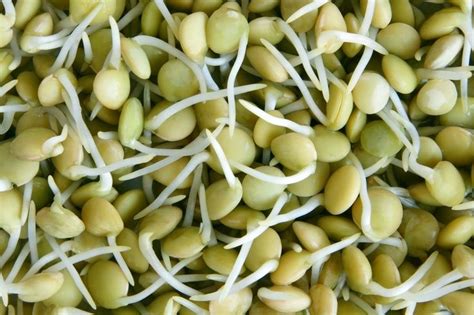 Organic Sprouting Seeds Green Lentil | Organic Seeds | Sprouting Seeds ...