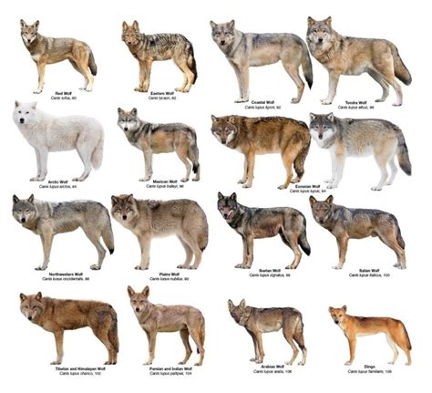 Wolf morphology | Hipsley Lab Research