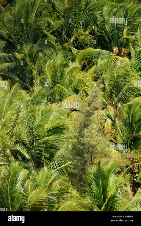 tops of palm trees, Puerto Rico Stock Photo - Alamy