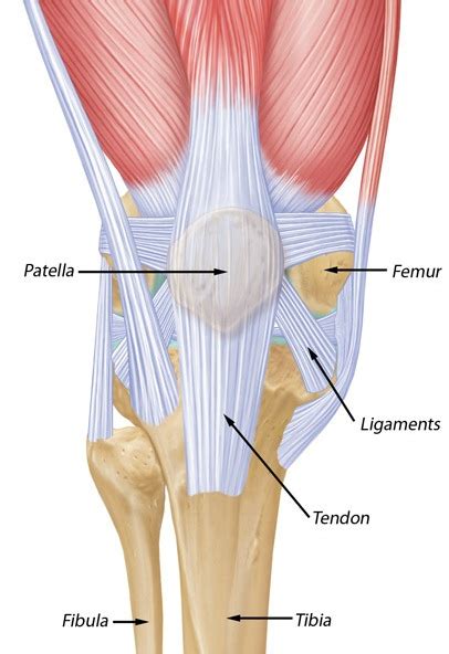 Anatomy of Patella | Bone and Spine