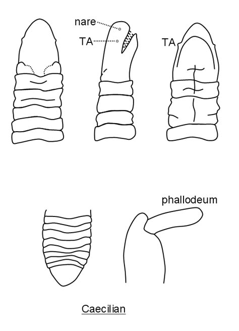 Vertebrate Worms