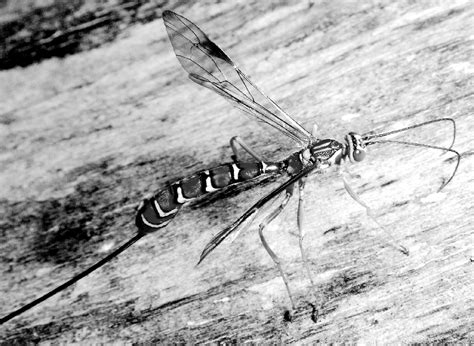 4 Facts Sake: ICHNEUMON FLY