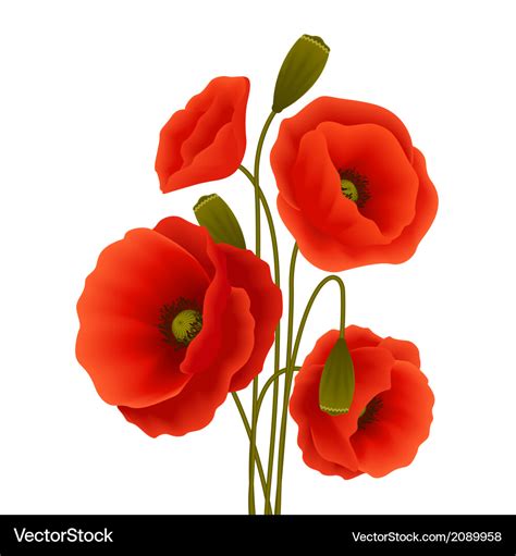 Poppy flower poster Royalty Free Vector Image - VectorStock