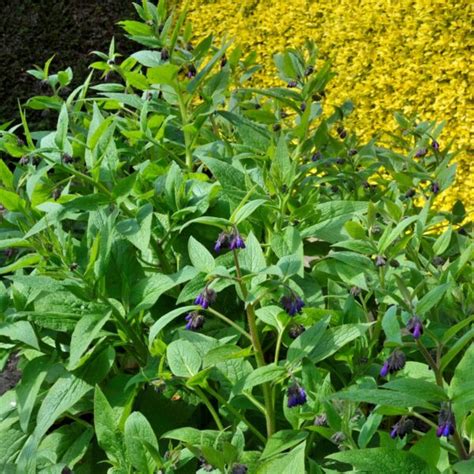 Comfrey Root Cuttings - Little Tree Farm