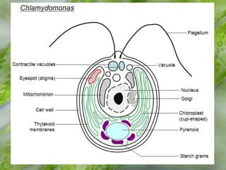 Phylum Chlorophyta