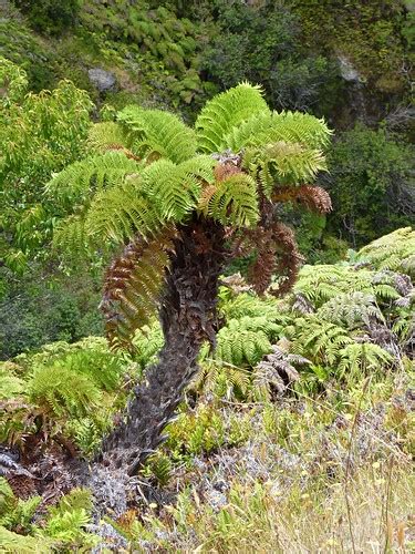 Dicksoniaceae - Dicksonia externa C. Chr. & Skottsb. | Flickr