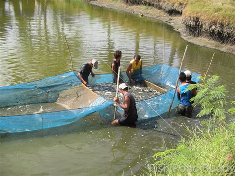 Fish Pond Buddy: Operating a Bangus (Milkfish) Farm