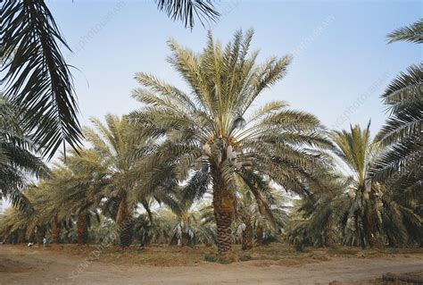 Date Palms, Saudi Arabia - Stock Image - C027/2829 - Science Photo Library