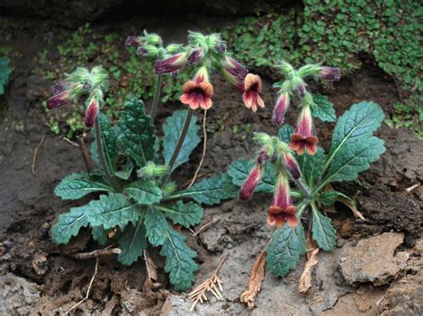 Rehmannia glutinosa (Gaertn.) DC. | Plants of the World Online | Kew ...