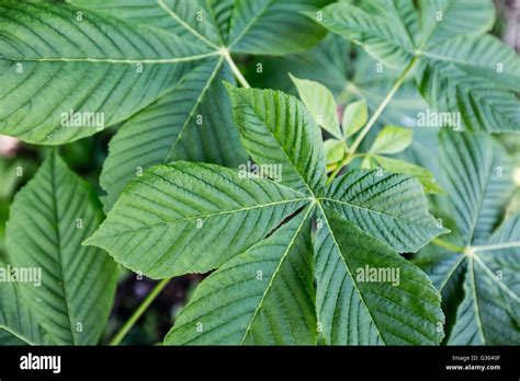 Horse Chestnut Tree Leaves Stock Photos & Horse Chestnut Tree Leaves ...