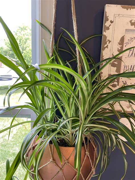 Spider Plant Indoor Care in 2020 | Plants, Spider plants, Indoor plants