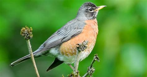 Female American Robins (Identification Guide: Male vs… | Birdfact