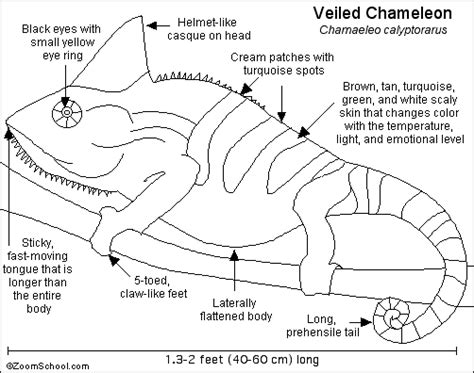 Veiled Chameleon Printout- EnchantedLearning.com