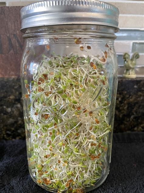 Growing Sprouts In A Jar - Halfway To Homesteading