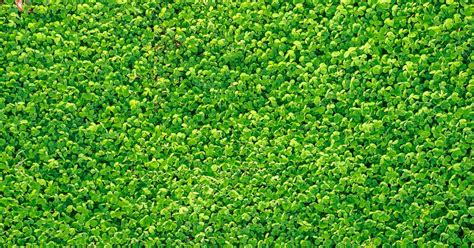 Micro Clover Lawn (Why You Should Consider One) - Lawn Chick