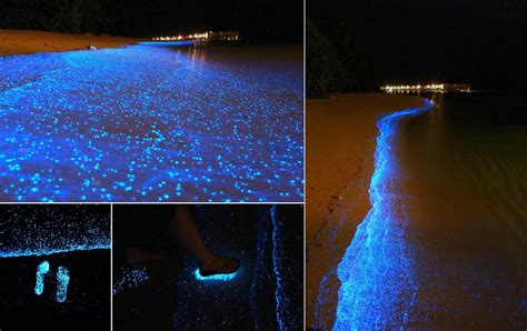 A Maldives Beach Awash in Bioluminescent Phytoplankton Looks Like an ...