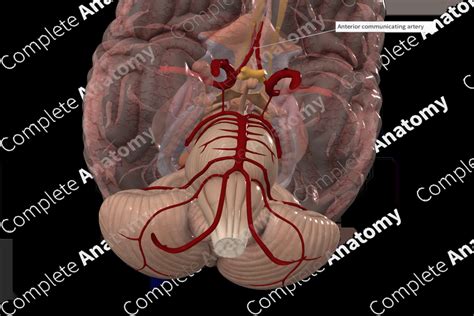 Anterior Communicating Artery | Complete Anatomy