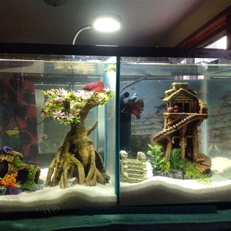 My 10 gallon split male betta tank Small Fish Tanks, Cool Fish Tanks ...