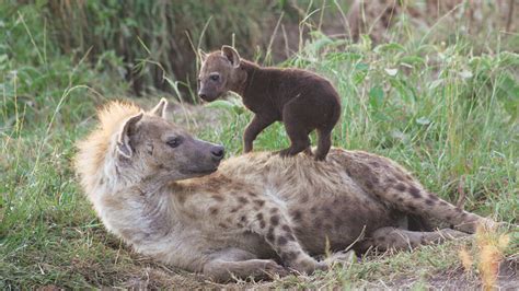 A Happy hyena. : Eyebleach