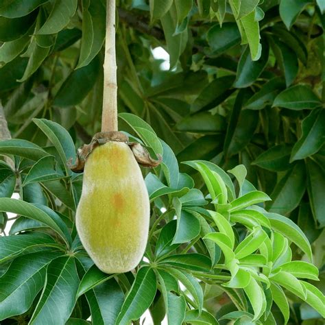 Organic Baobab Fruit Oil