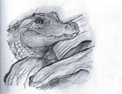 Alligator Pencil Sketch by meepalishus on DeviantArt